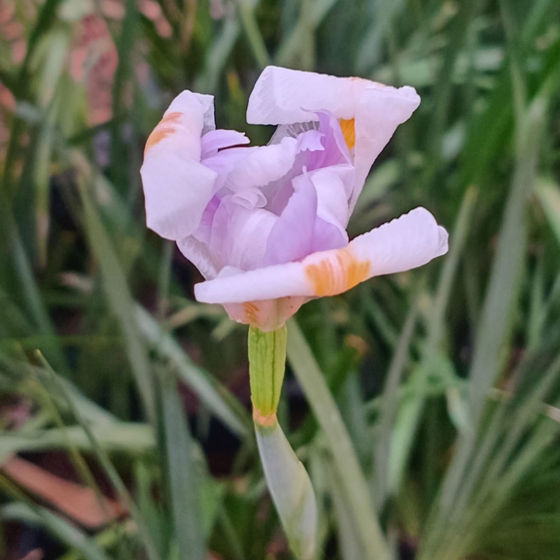 dietes